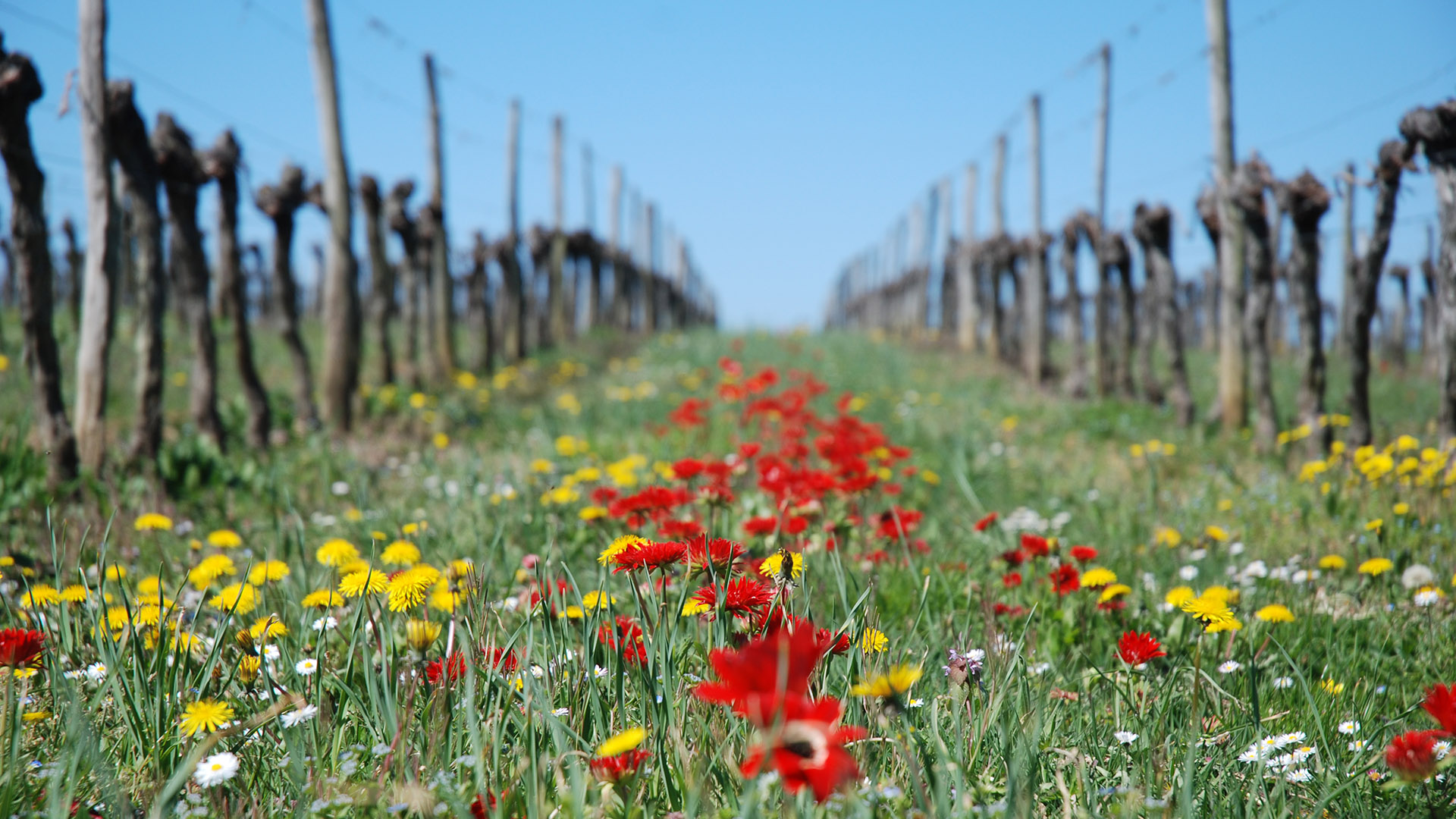 Un vignoble engagé